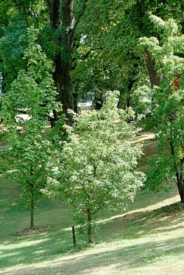 Acer campestre - javor polní (babyka) - letní habitus (57)